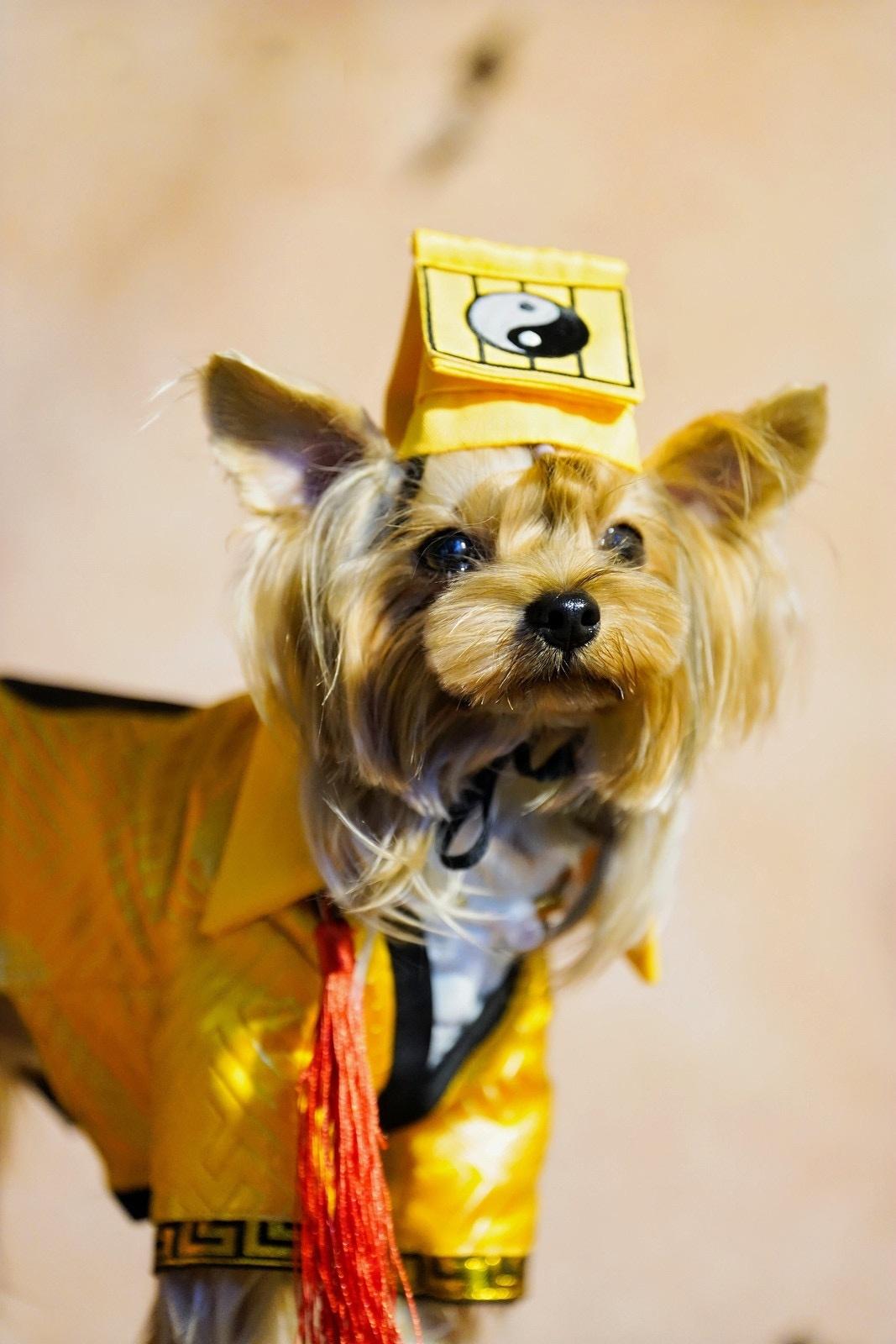 Pet Taoist Priest Costume – Traditional Chinese Cosplay Outfit for Pets