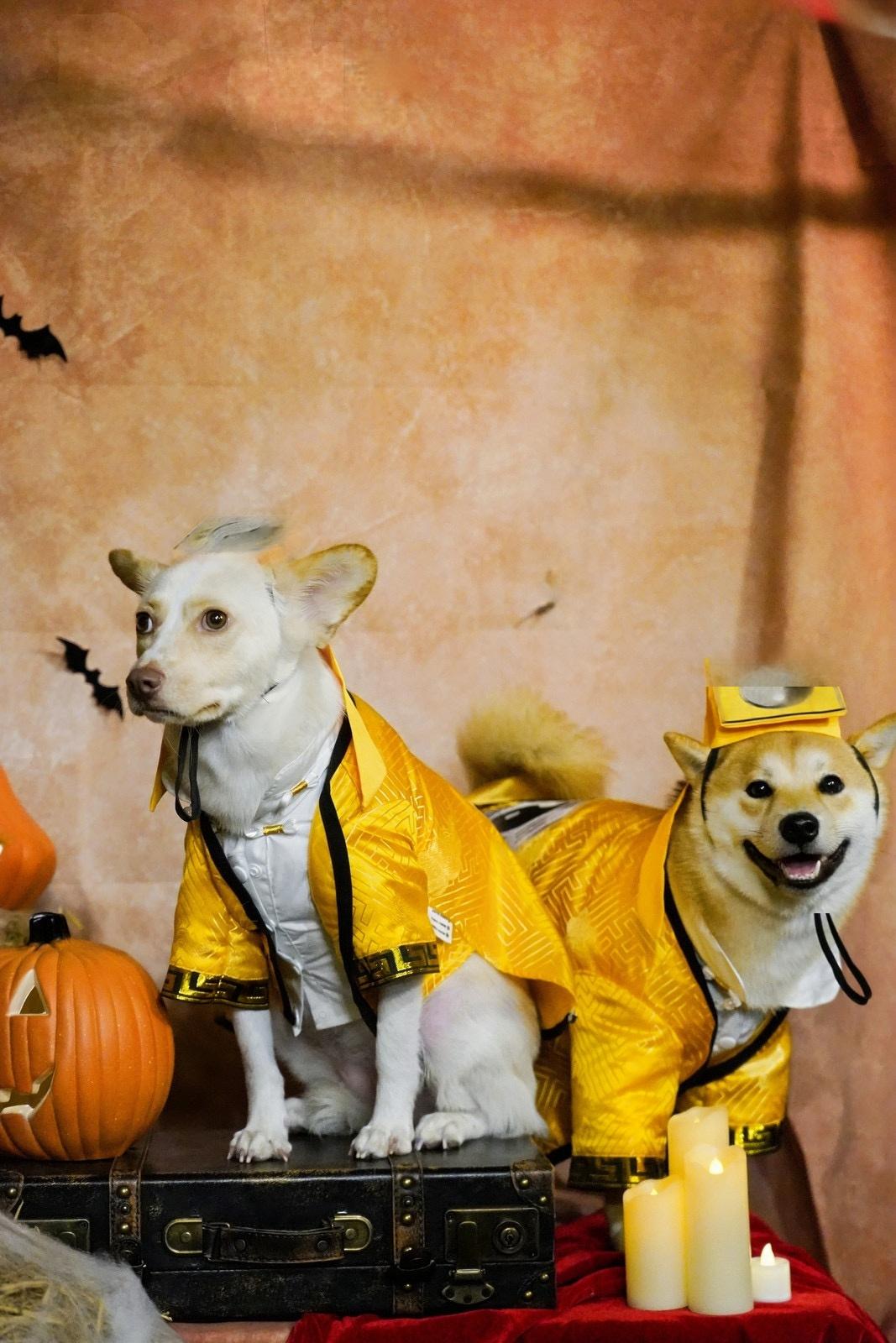 Pet Taoist Priest Costume – Traditional Chinese Cosplay Outfit for Pets