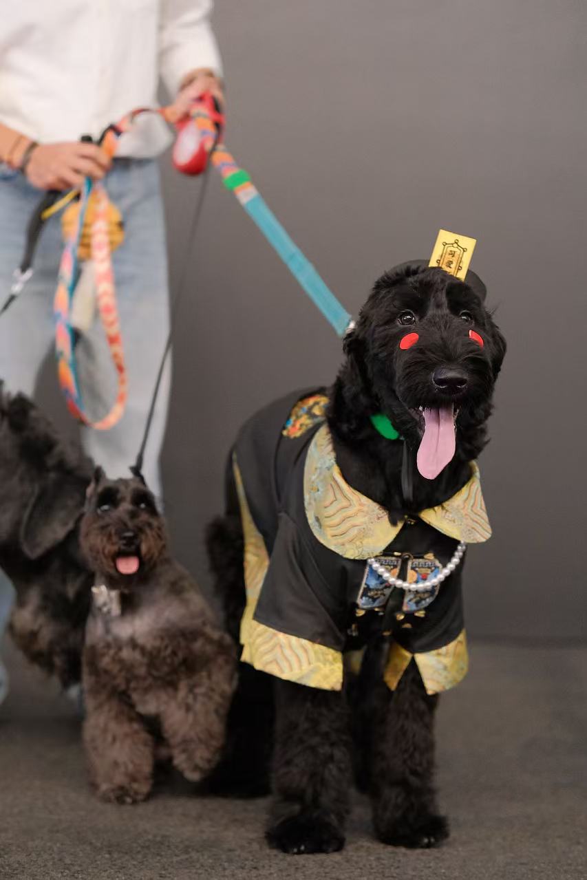 Pet Zombie Cosplay Costume – Spooky & Adorable Outfit for Pets